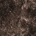 38 lontra