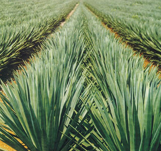 Cocco - Sisal - Seagrass - Juta