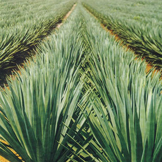 Cocco - Sisal - Seagrass - Juta