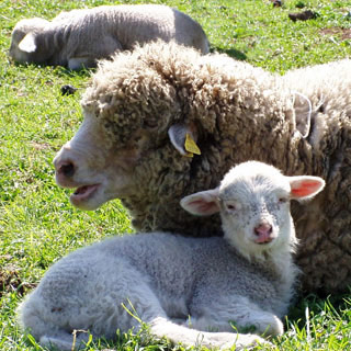 Wool
